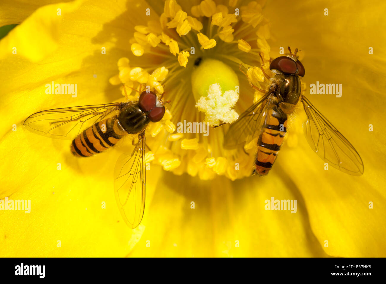 Two male marmalade hoverflies, Episyrphus balteatus, feeding on pollen Stock Photo