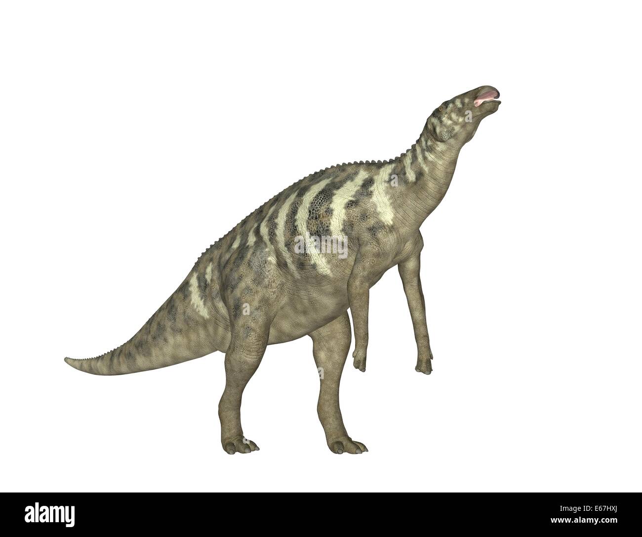 Dinosaurier Edmontosaurus / dinosaur Edmontosaurus Stock Photo