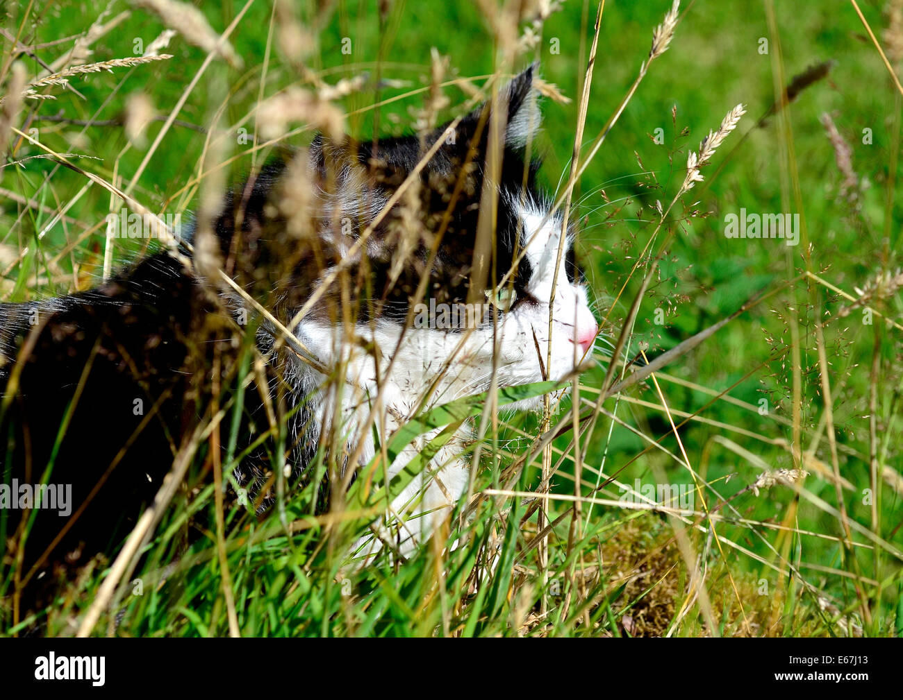 Cat hiding in grass hi-res stock photography and images - Alamy
