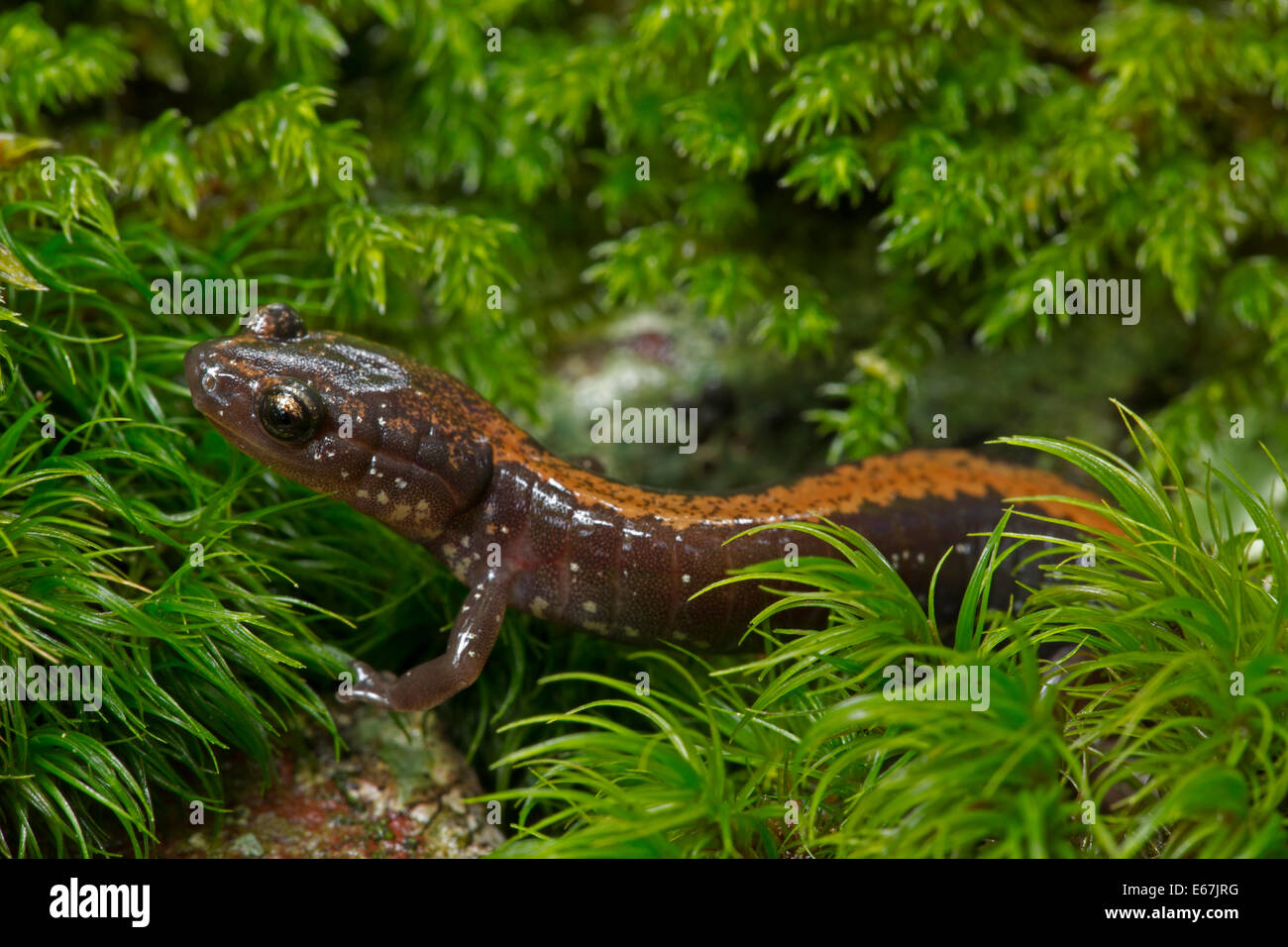 Shenandoah salamander (Plethodon shenandoah), found only in Shenandoah National Park, Endangered species Stock Photo