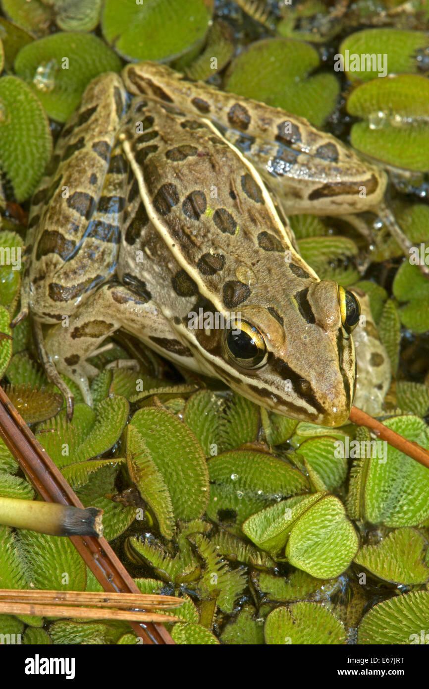 Southern Leopard Frog (Lithobates sphenocephalus), Louisiana Stock Photo