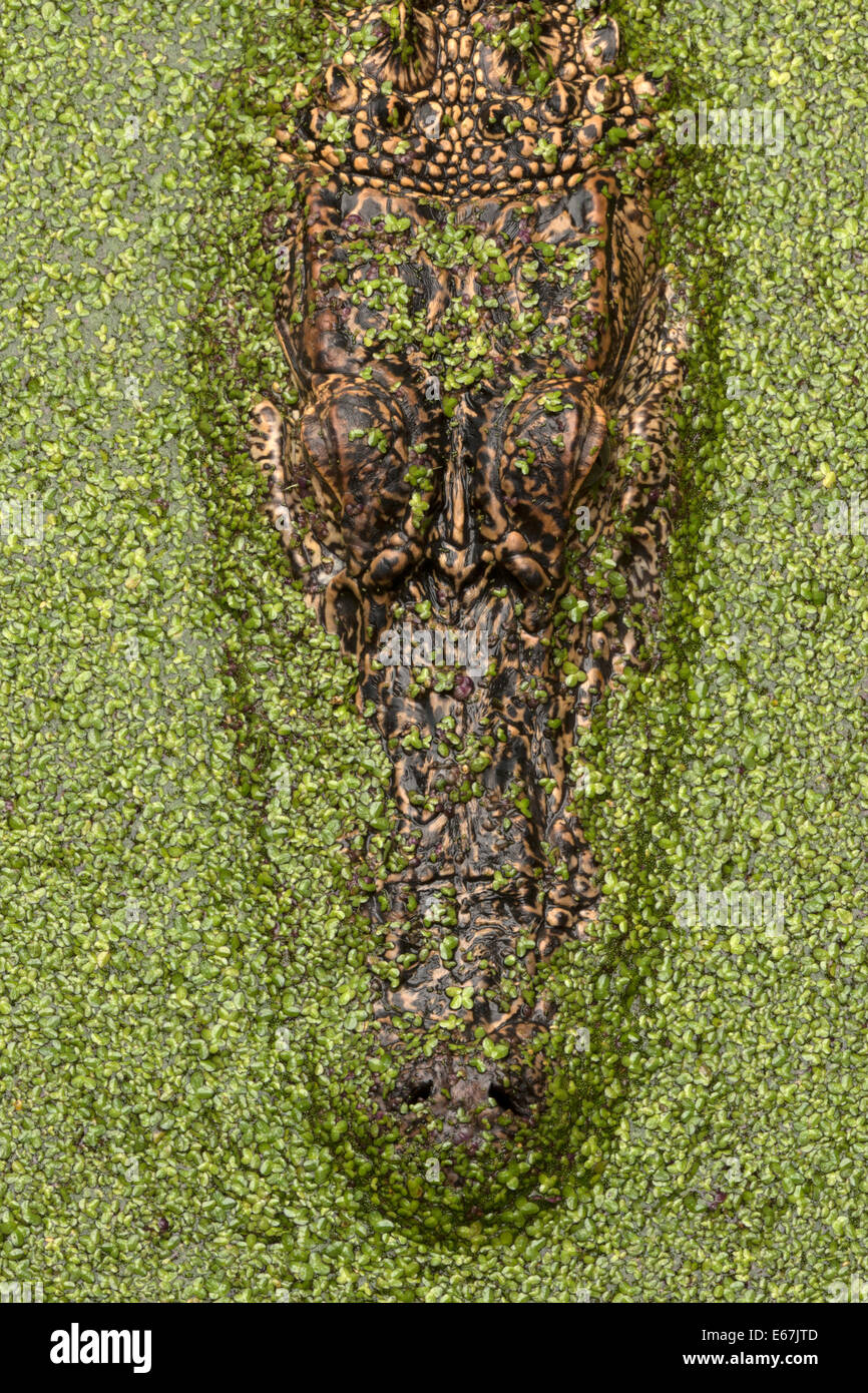 American alligator, Alligator mississippiensis, Louisiana Stock Photo