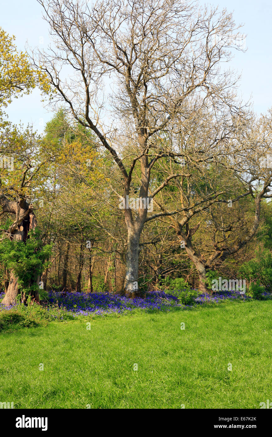 bluebells in Hatch park, mersham le hatch, brabourne Lees, Ashford