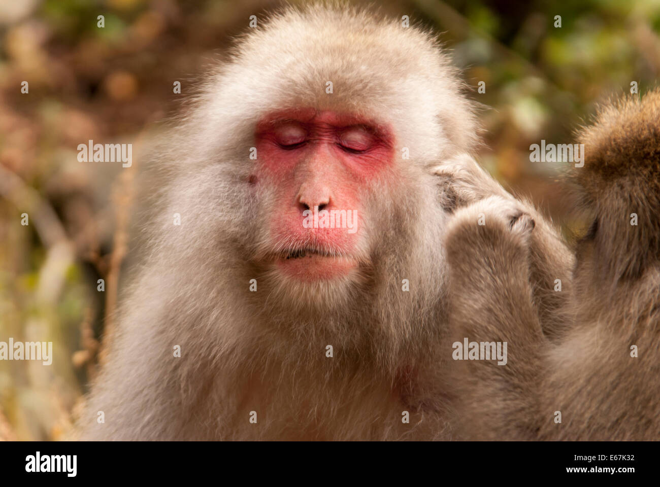 Japanese Snow Monkeys resting at the monkey onsen Stock Photo - Alamy