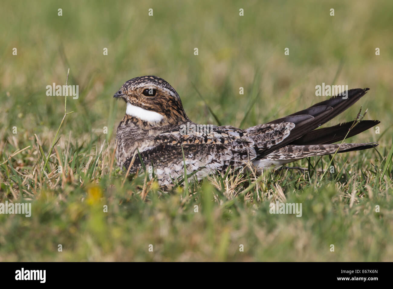 Common Nighthawk - Chordeiles minor - Adult male Stock Photo
