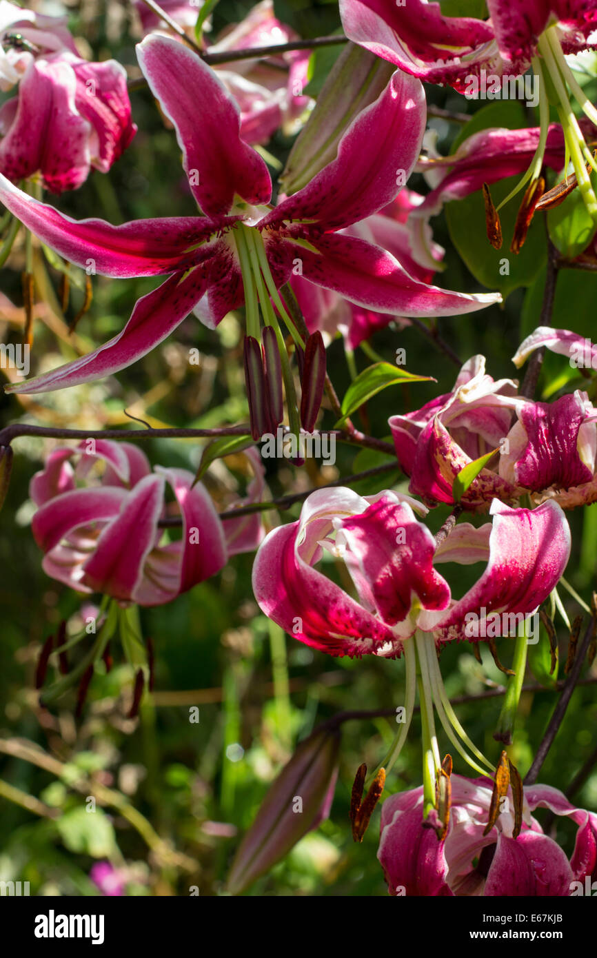 Flowers of the Orienpet lily, Lilium 'Black Beauty' Stock Photo