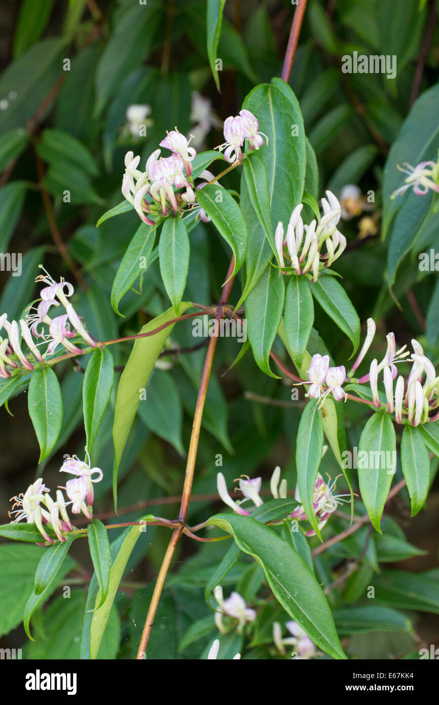 Flowers and foliage of the evergreen honeysuckle, Lonicera henryi Stock Photo
