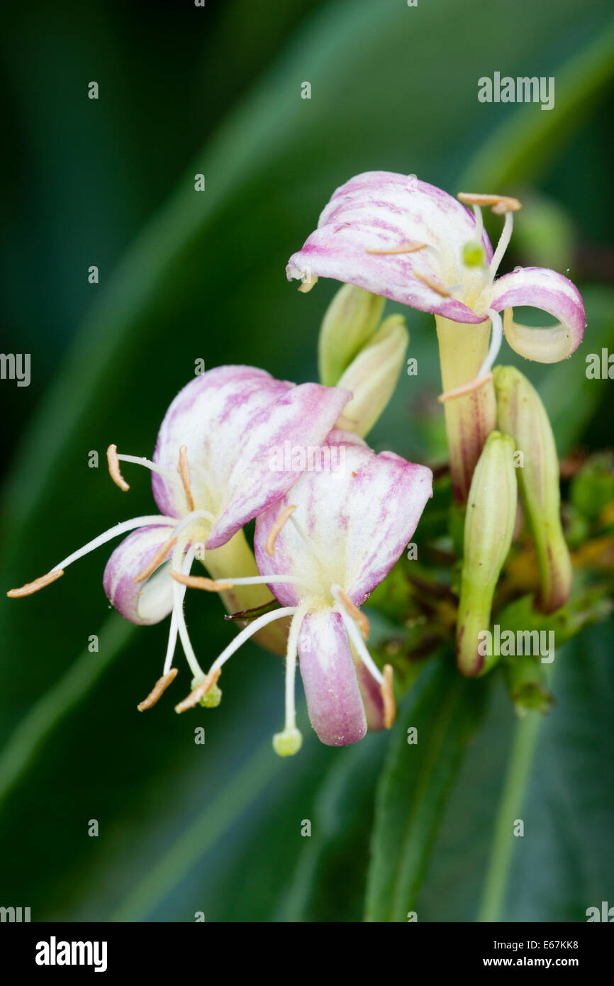 Close up of flowers of the evergreen honeysuckle, Lonicera henryi Stock Photo