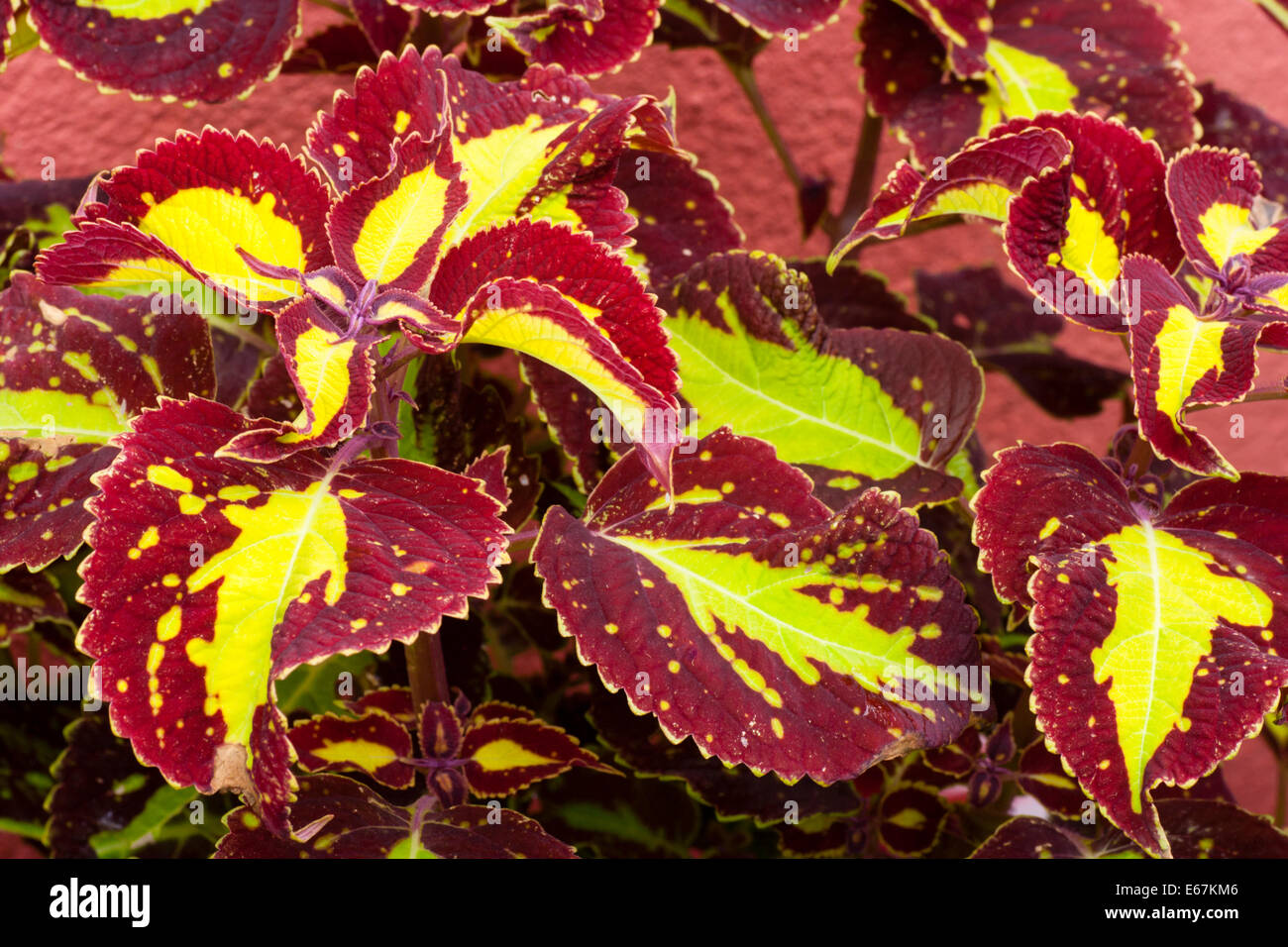 Foliage of the tender perennial coleus, Solenostemon 'Saturn', used as summer bedding Stock Photo