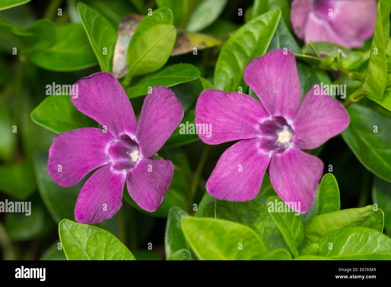 Flowers and foliage of the spreading evergreen subshrub, Vinca minor