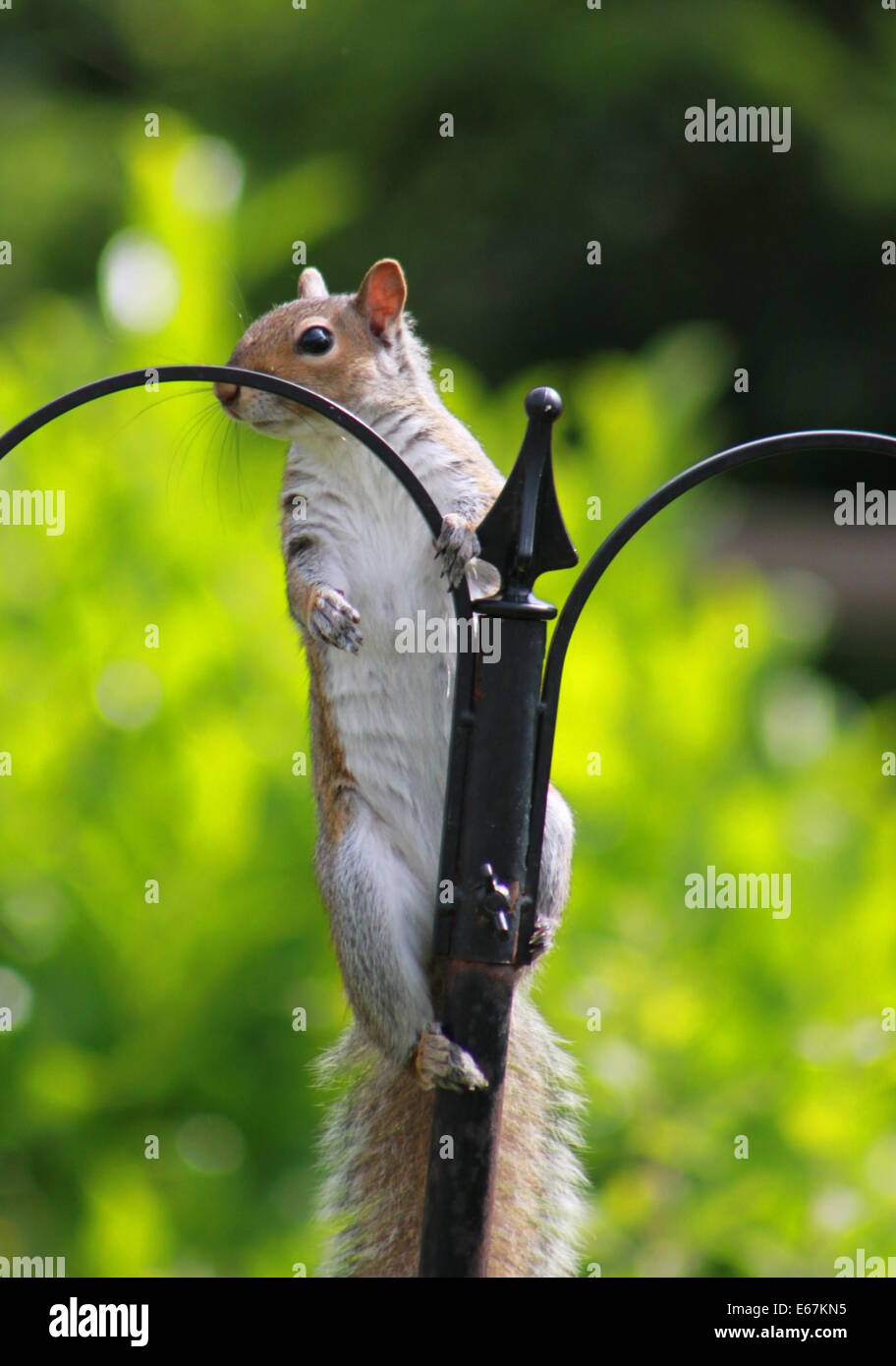 Grey squirrel on bird feeder Stock Photo Alamy