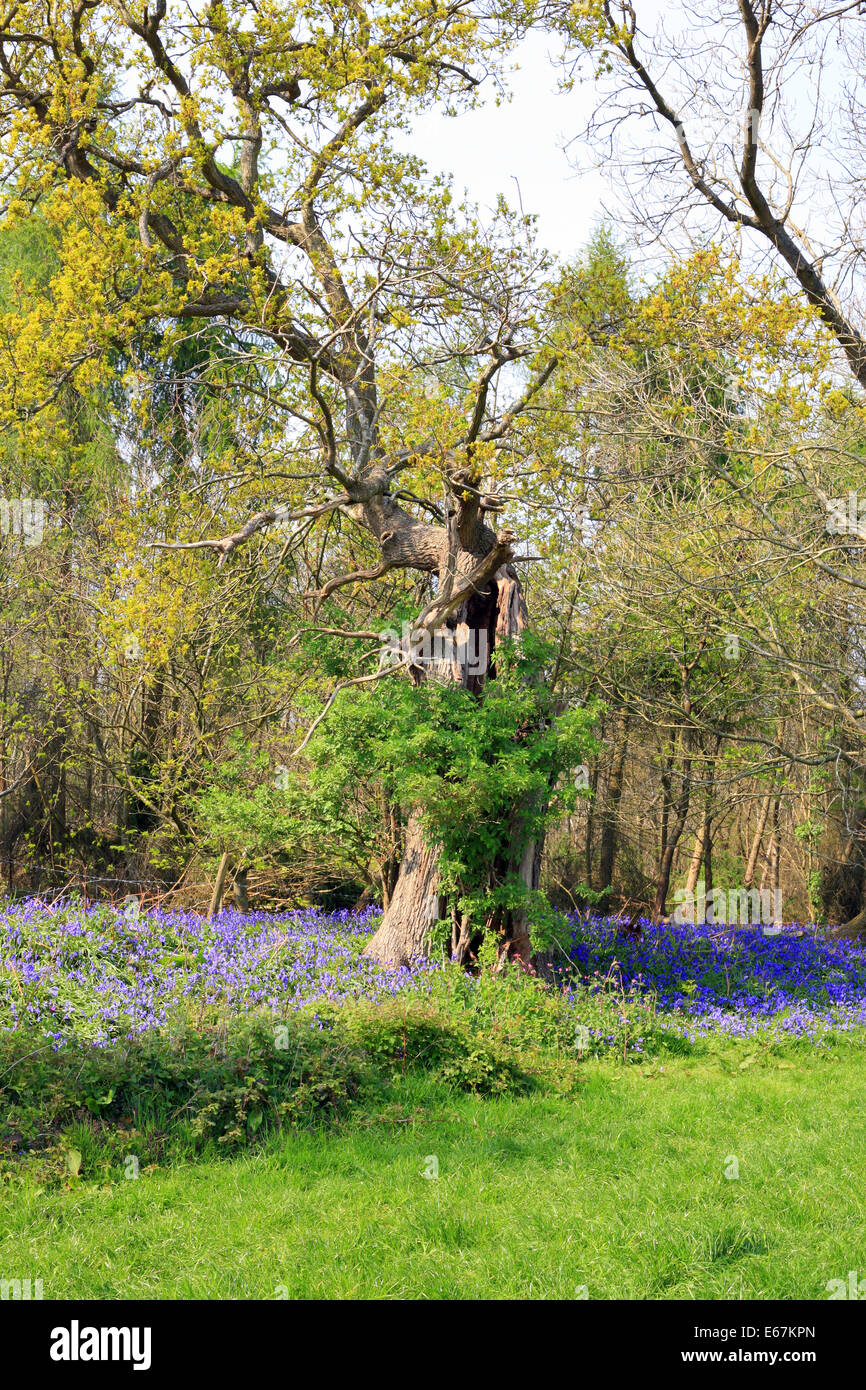 bluebells in Hatch park, mersham le hatch, brabourne Lees, Ashford