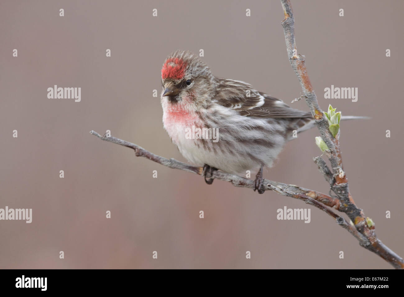 Common Redpoll Carduelis flammea Adult male breeding Stock Photo