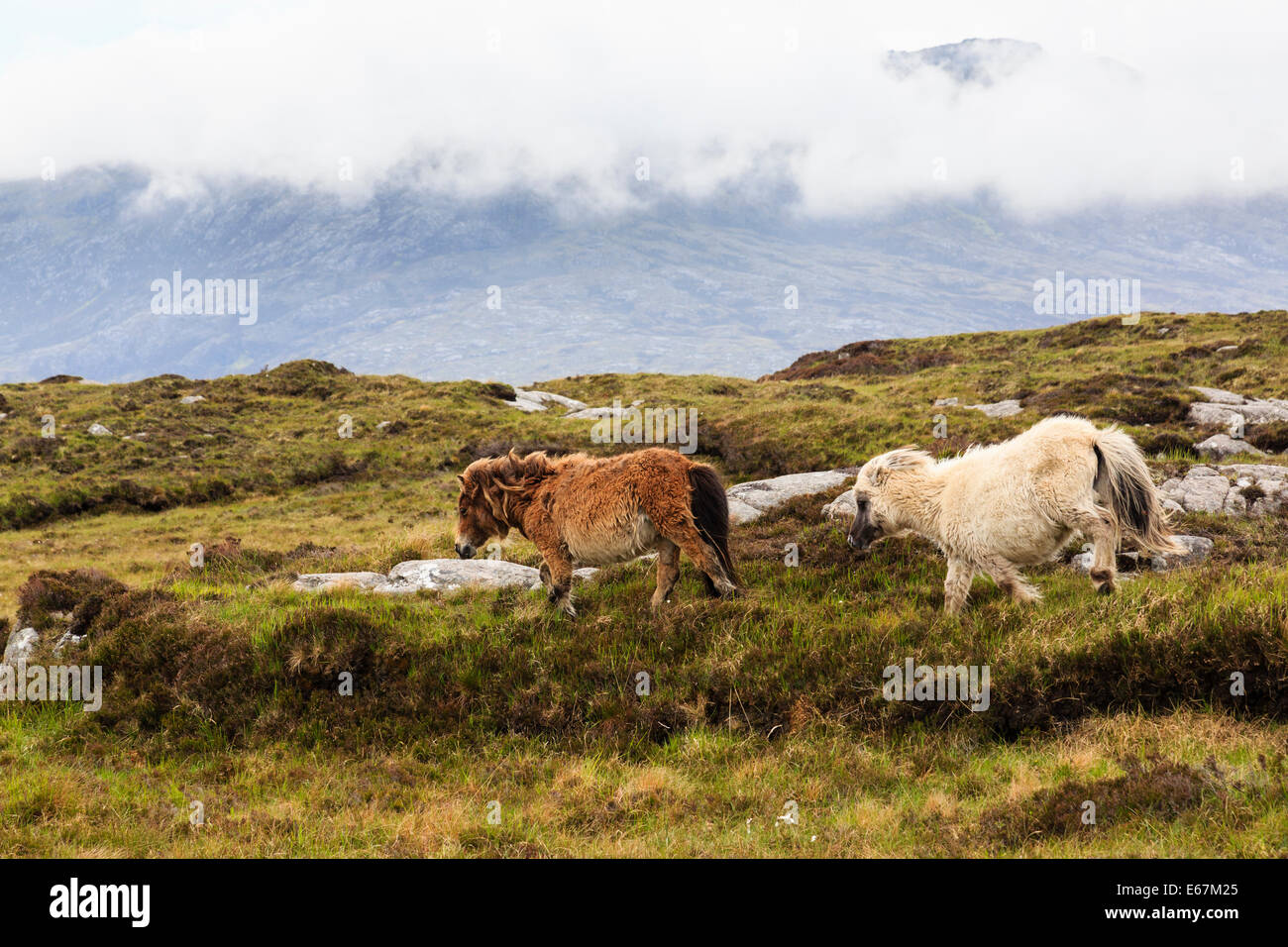 Ponies running wild on boggy moorland in Loch Druidibeg National Nature Reserve on island of South Uist Outer Hebrides Western Isles Scotland UK Stock Photo