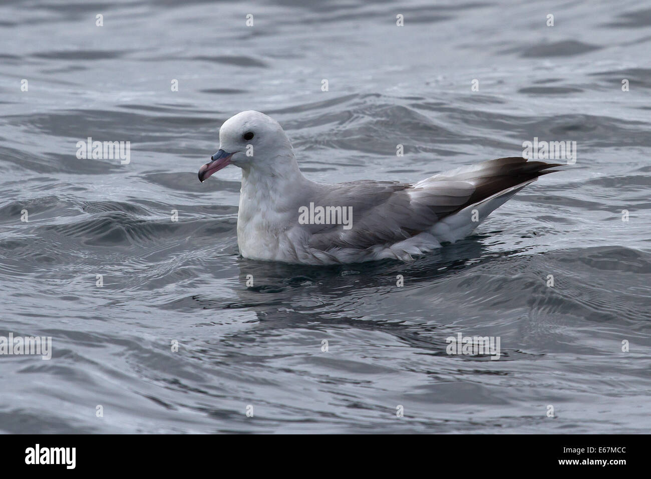 Antarctic fulmars that sits on the surface of the ocean in Antarctica Stock Photo