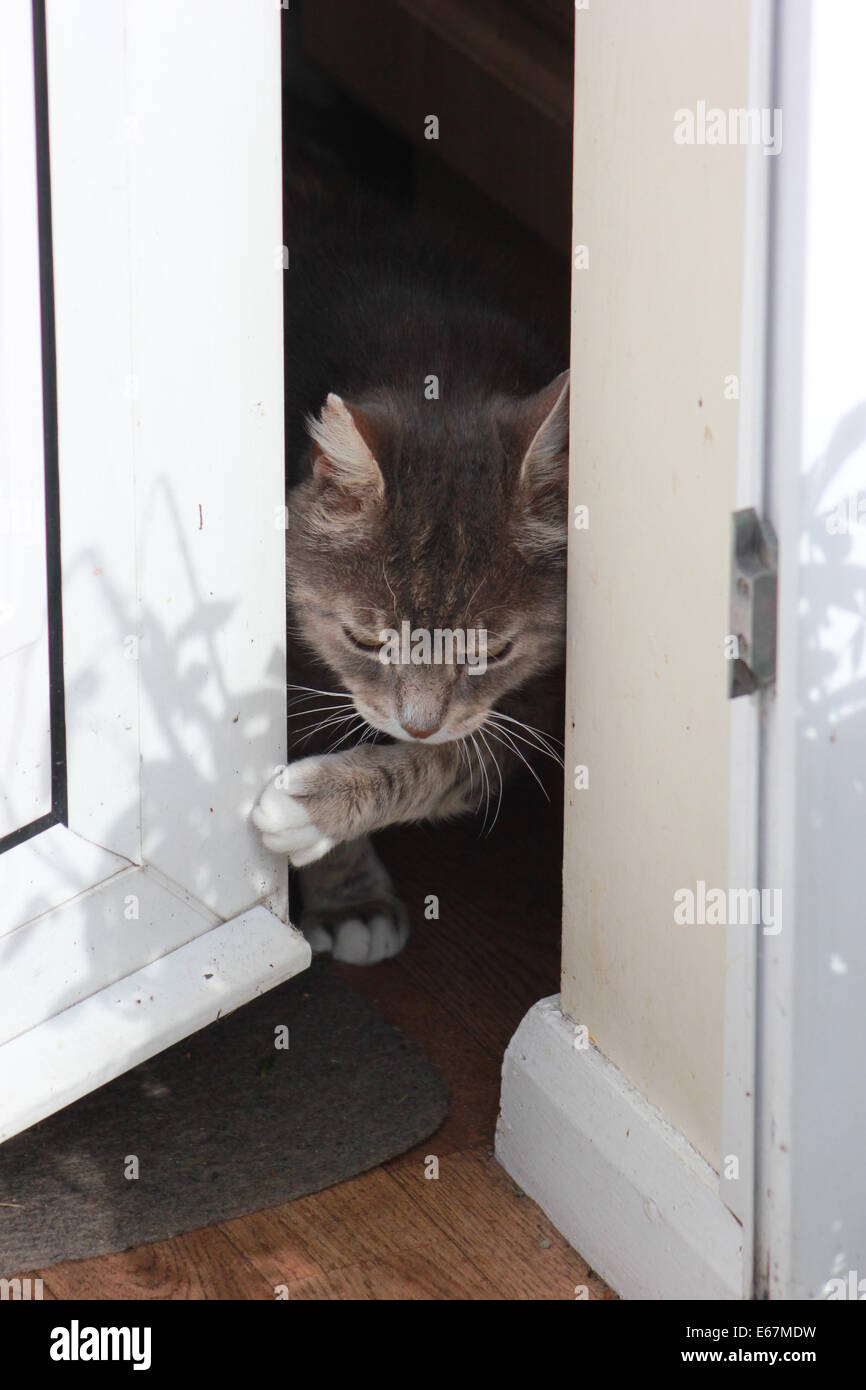 Cat opening door hi res stock photography and images Alamy