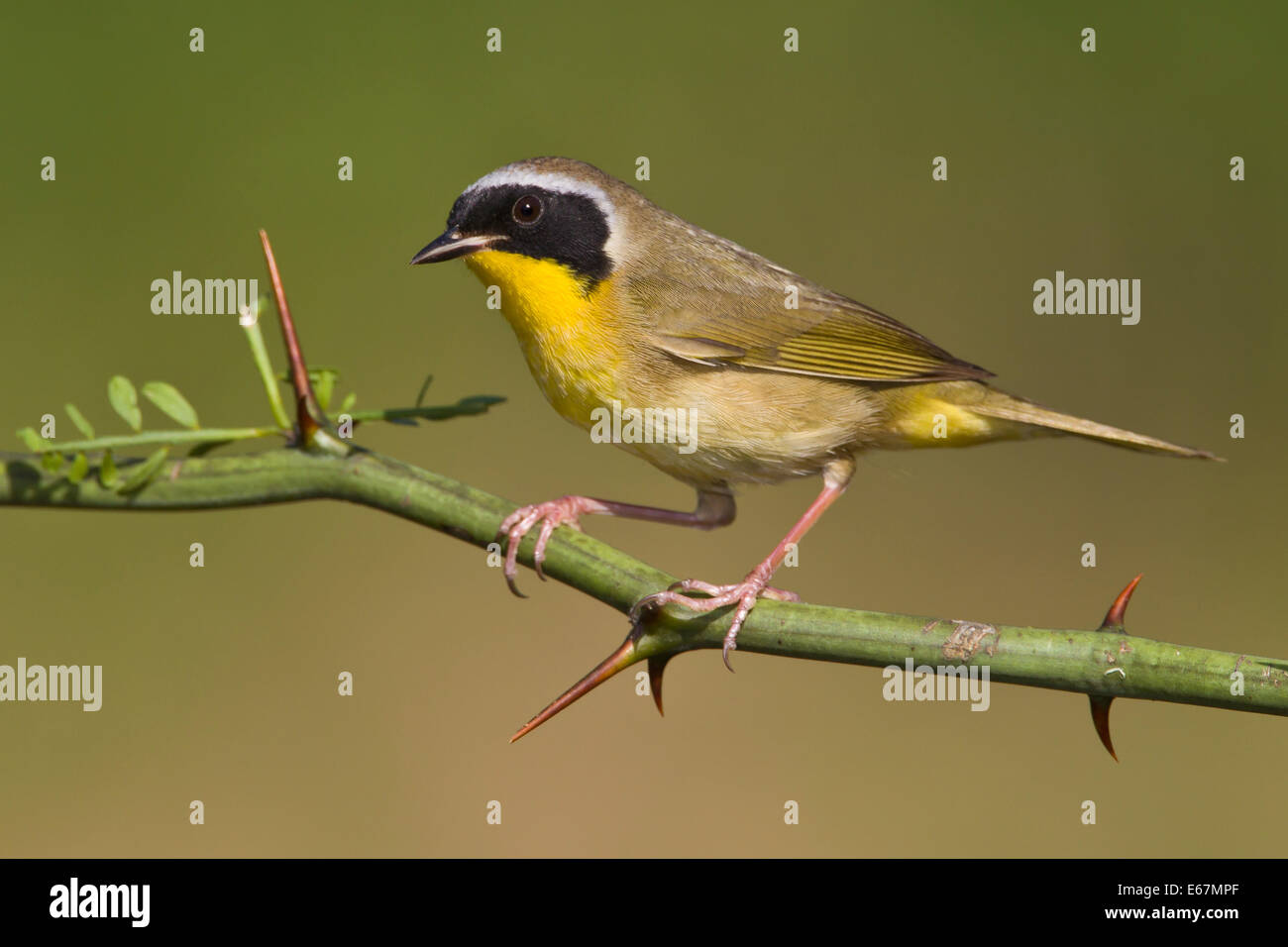 Common Yellowthroat - Geothlypis trichas - Adult male Stock Photo