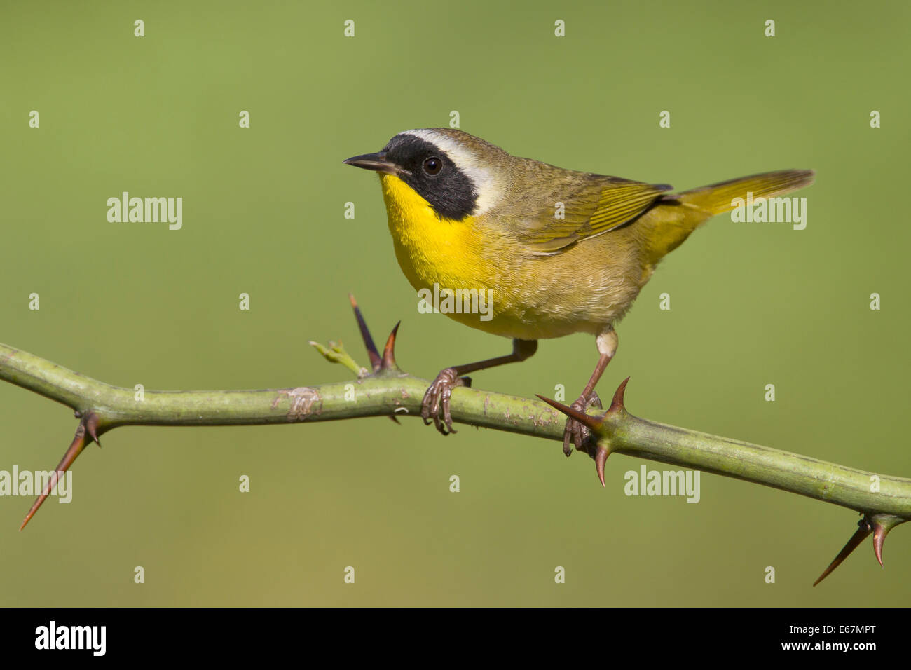 Common Yellowthroat - Geothlypis trichas - Adult male Stock Photo