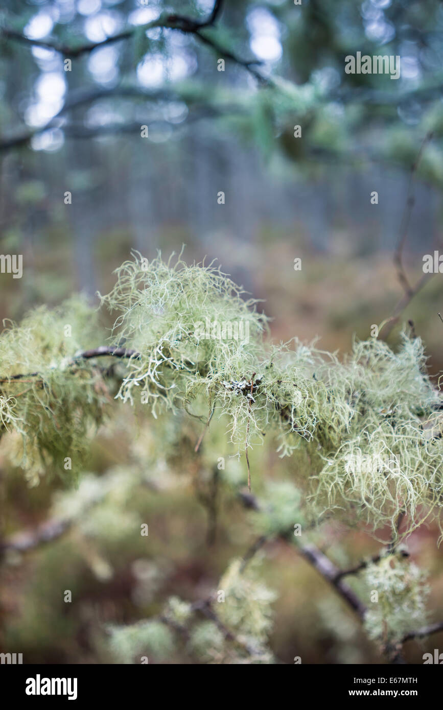 Tree Lichen (Evernia prunastri) Oakmoss Lichen. Stock Photo