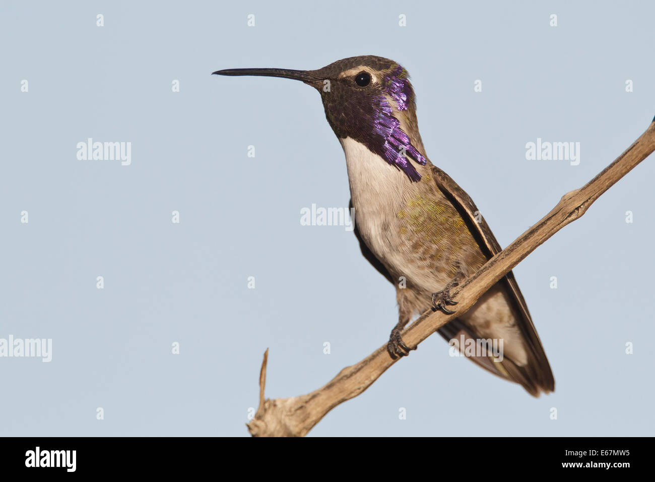 Costa's Hummingbird - Calypte costae - Adult male Stock Photo