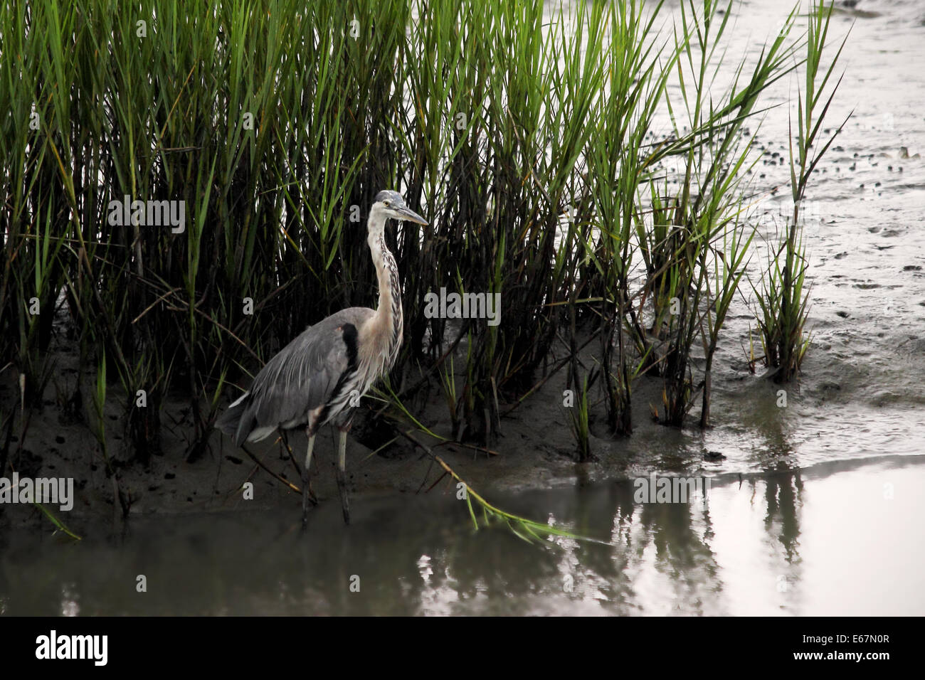 A Great blue heron stands among the spartina grass in a coastal wetland. Stock Photo