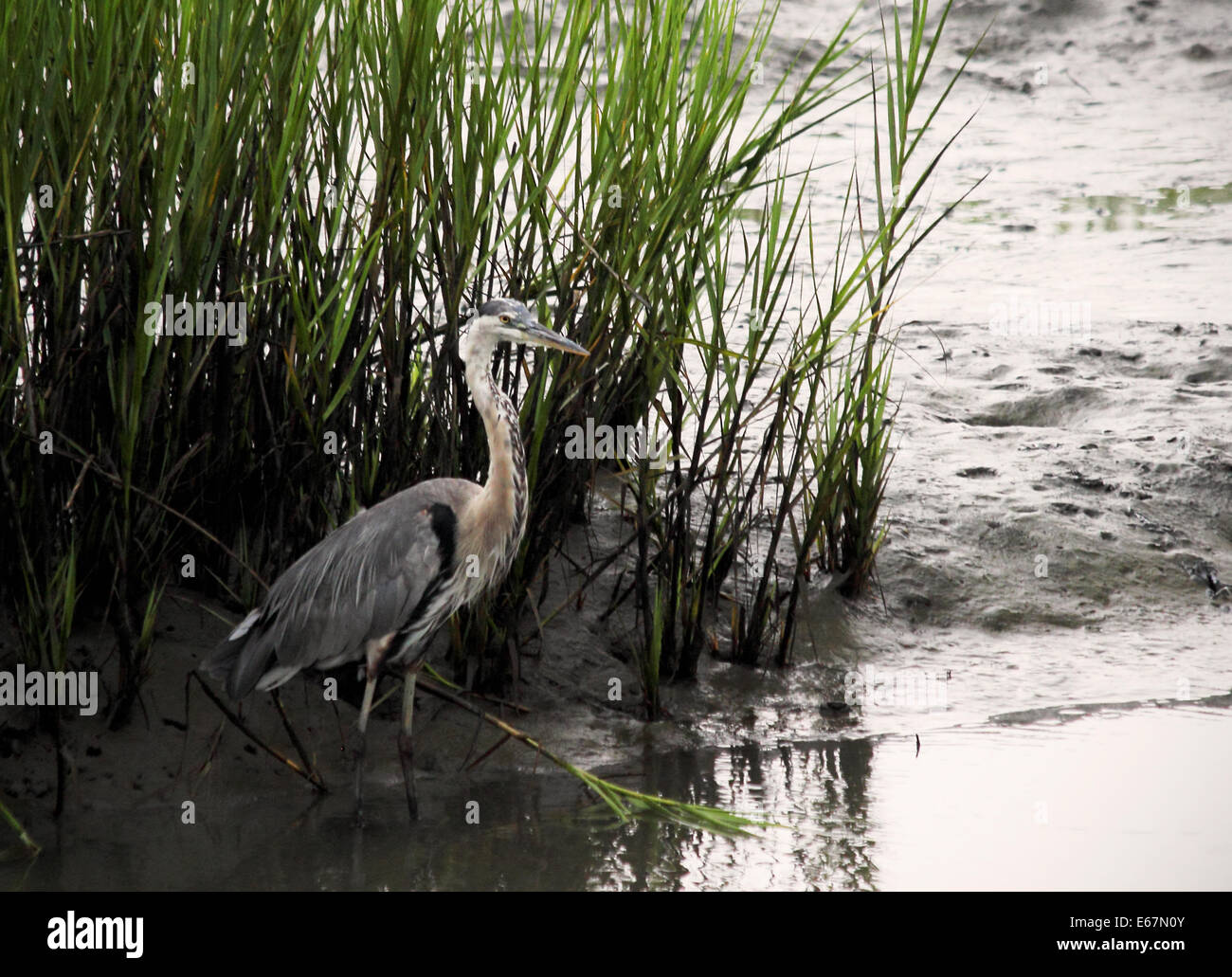 A Great blue heron stands among the spartina grass in a coastal wetland. Stock Photo