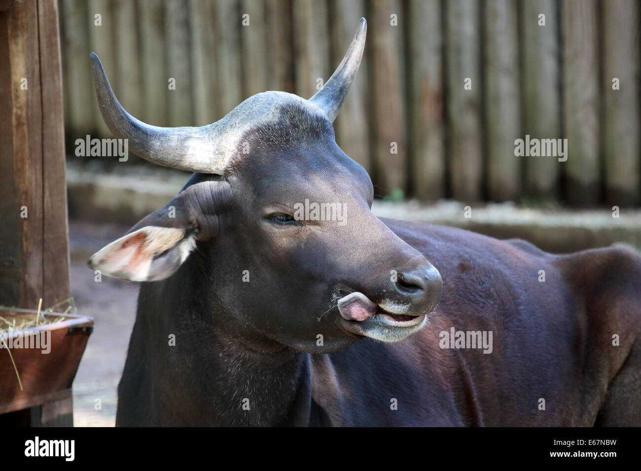 Bali cattle hires stock photography and images Alamy