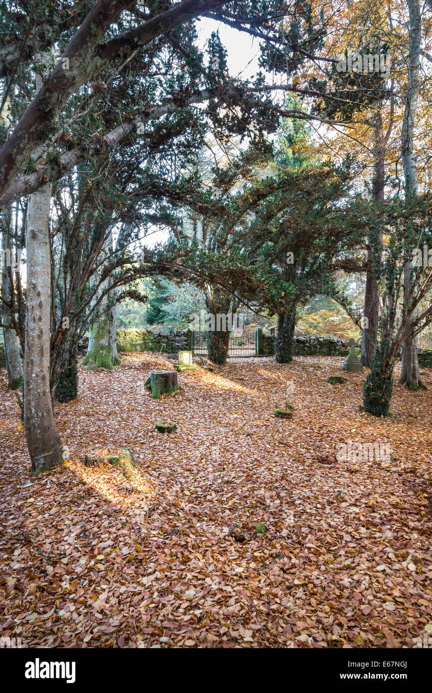 Yew Trees at Craig Dunain Graveyard in Inverness, Scotland. Stock Photo