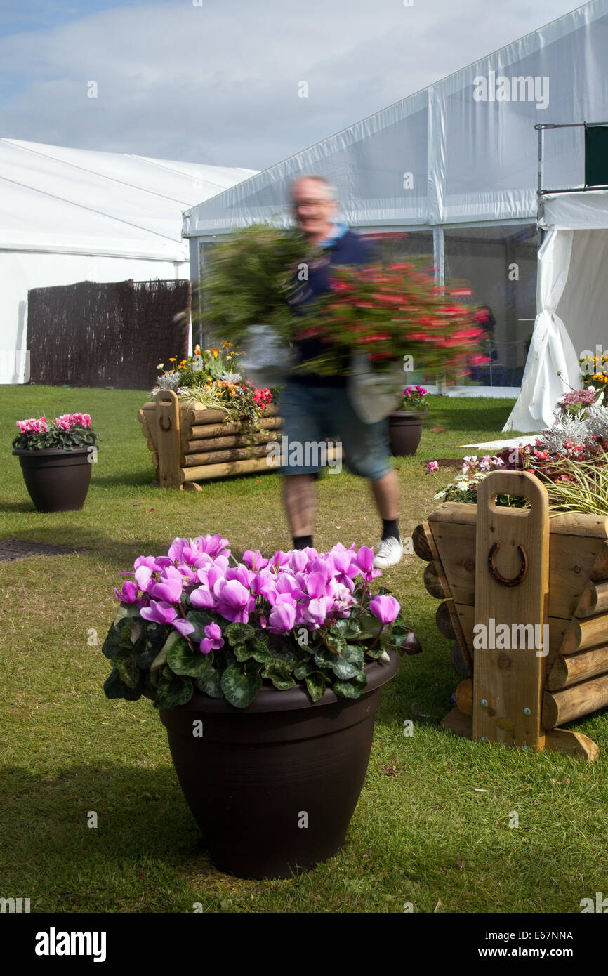 Southport, Merseyside, UK. 17th August, 2014. Exhibits at Britain's biggest independent flower show, which is celebrating its 85th year with a riotous carnival-like celebration of all things Latin American. Entertainment, food demonstrations and, of course, garden design. Credit:  Mar Photographics/Alamy Live News. Stock Photo