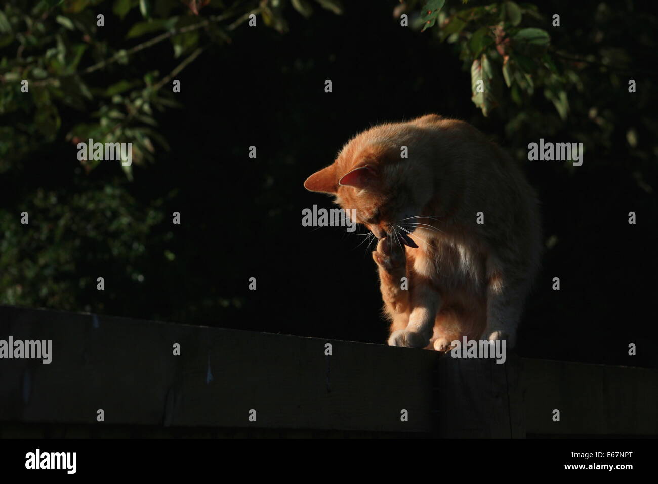 Ginger cat on garden fence Stock Photo - Alamy