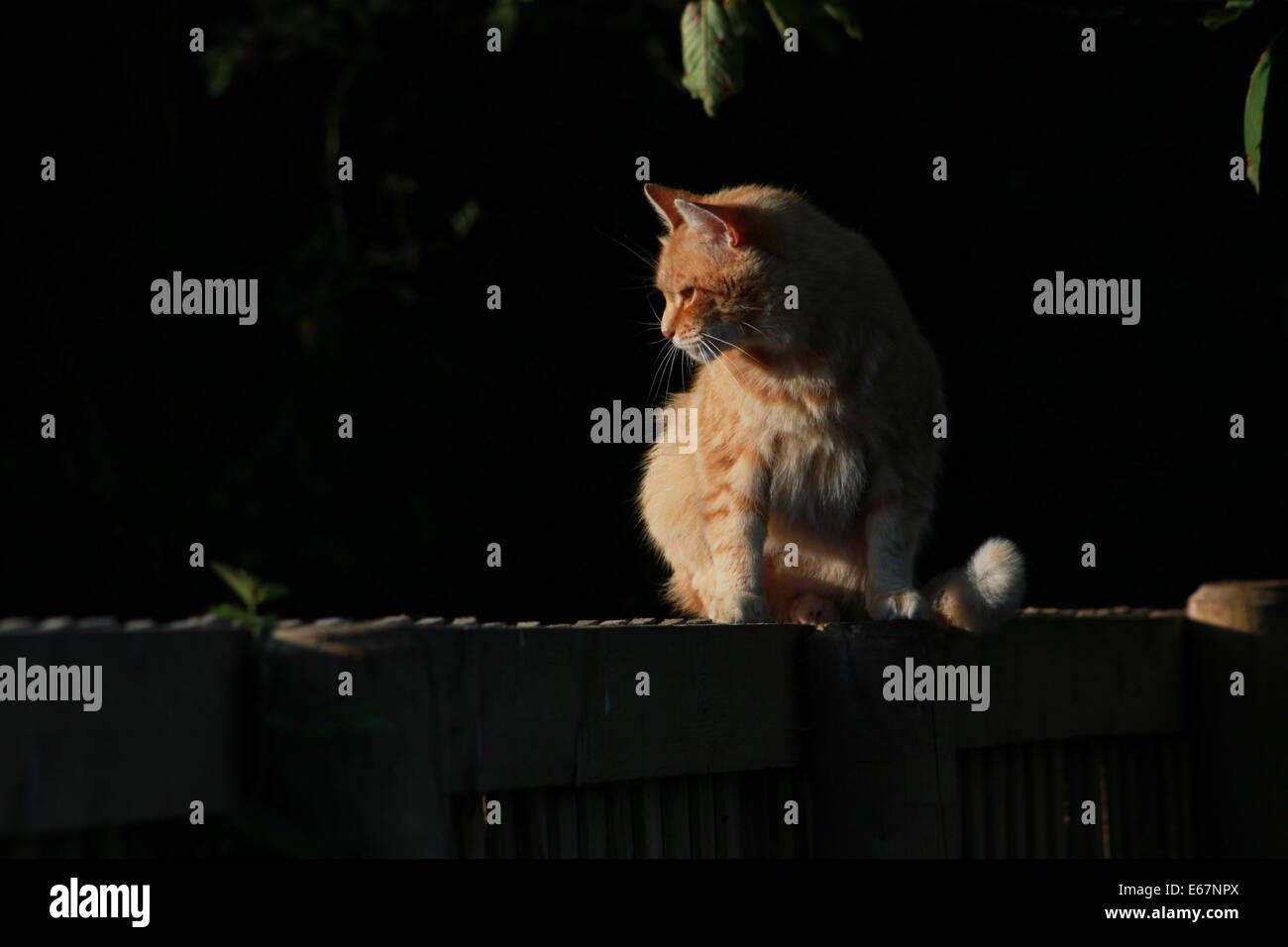 Ginger cat on garden fence Stock Photo - Alamy