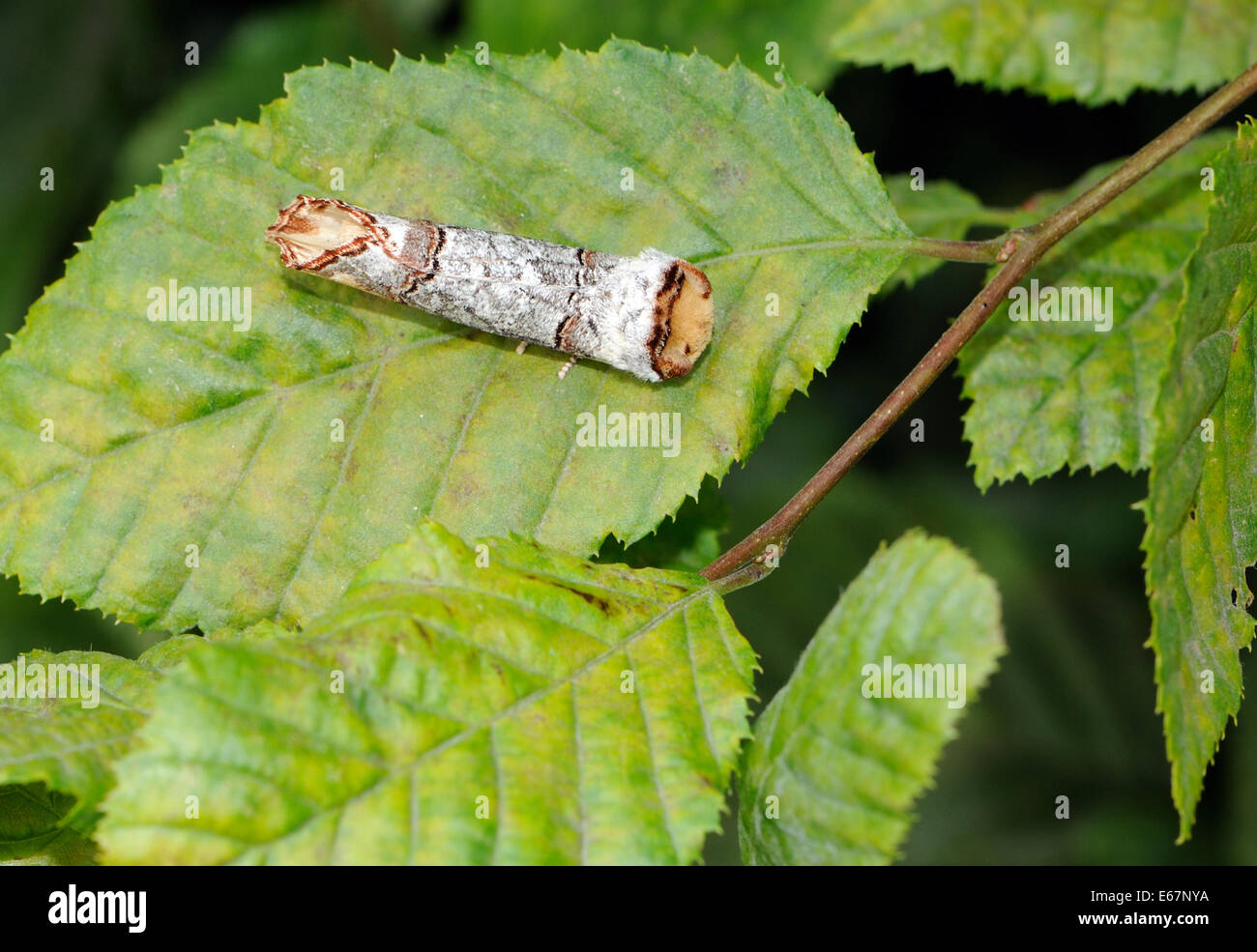 A Buff-tip moth (Phalera bucephala) at rest on a hornbeam (Carpinus betulus) leaf. The moth is camouflaged to look like a bird dropping or a piece of Stock Photo