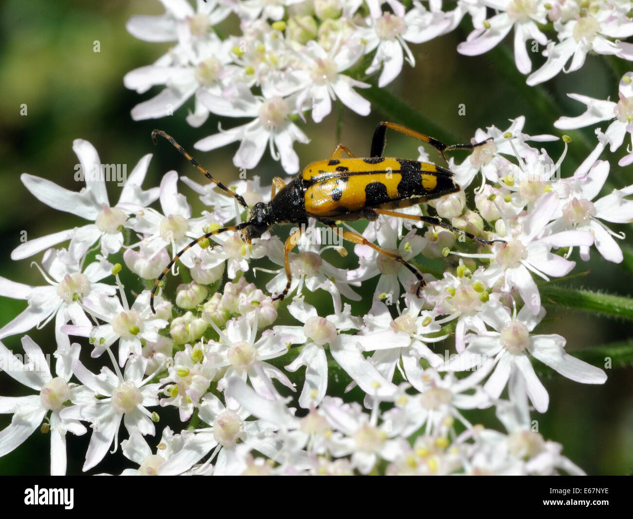 An orange and black long horn beetle (Rutpela maculate) feeds on a cow parsley (Anthriscus sylvestris) flower head. Bedgebury Forest, Kent, UK. Stock Photo