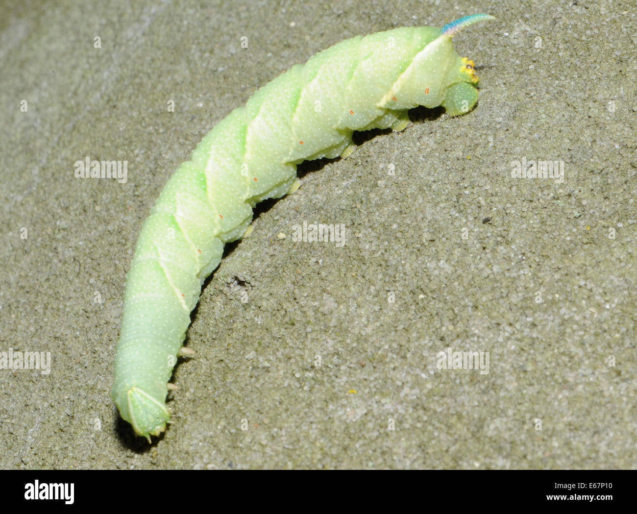 Lava, caterpillar, of Lime Hawk-moth (Mimas tiliae). Bedgebury Forest, Kent, UK. Stock Photo