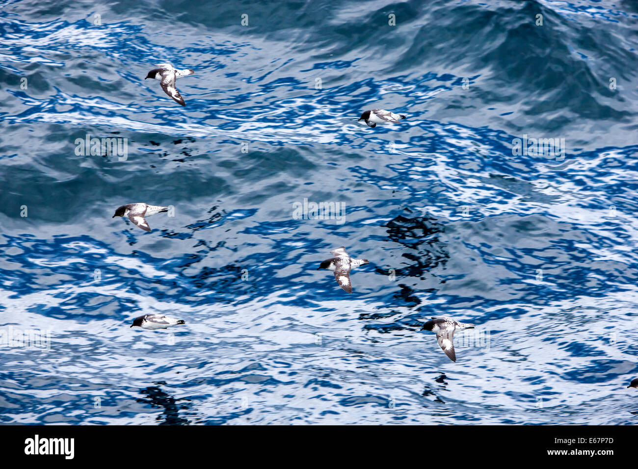 Petrel bird hi-res stock photography and images - Alamy