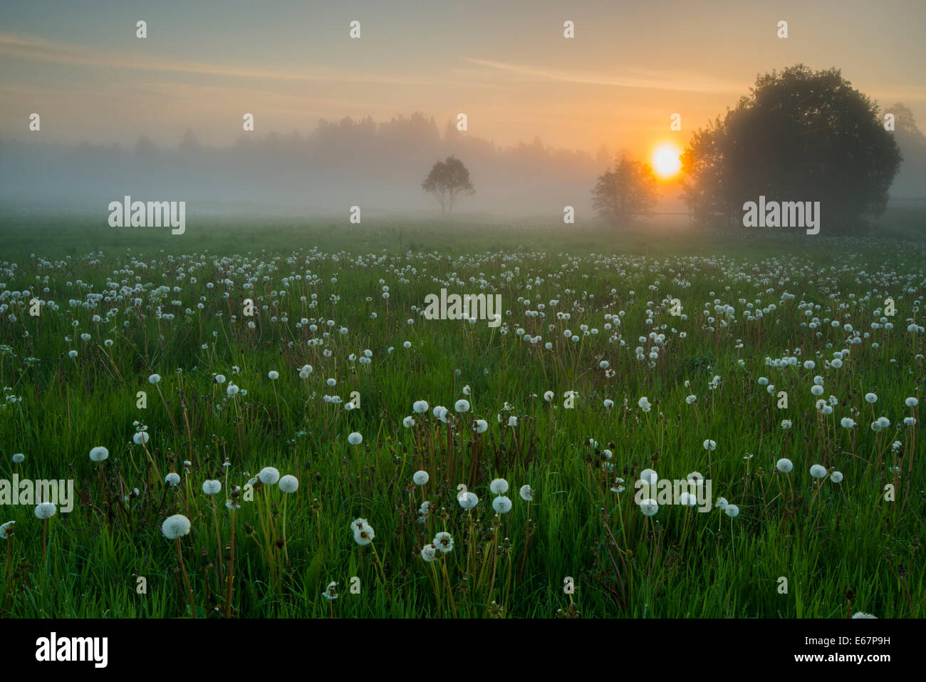 Fog on the meadow with flowers Stock Photo - Alamy
