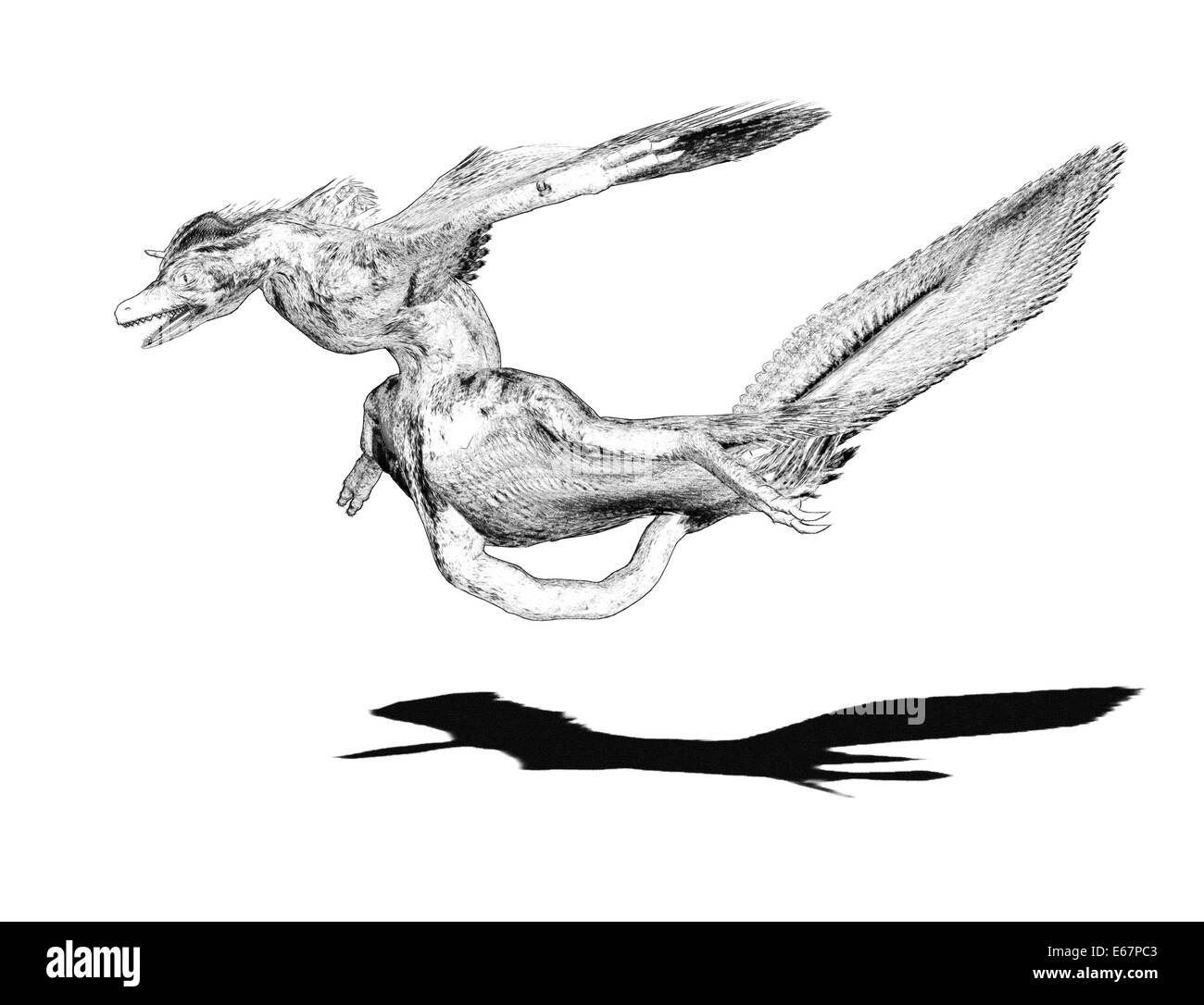 Dinosaurier Microraptor / dinosaur Microraptor Stock Photo - Alamy