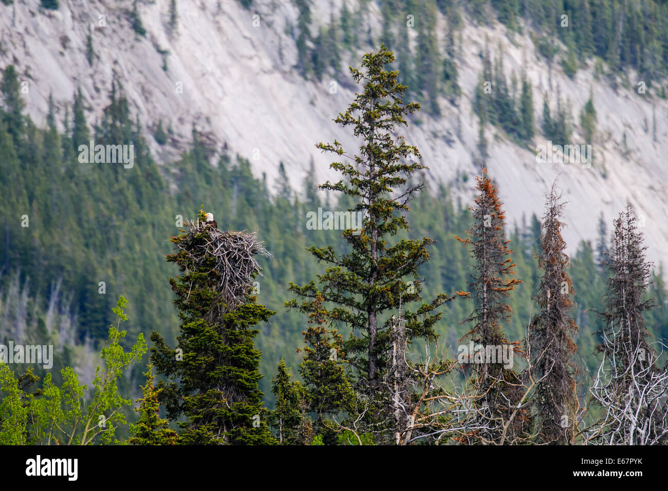Jasper canada eagle hires stock photography and images Alamy