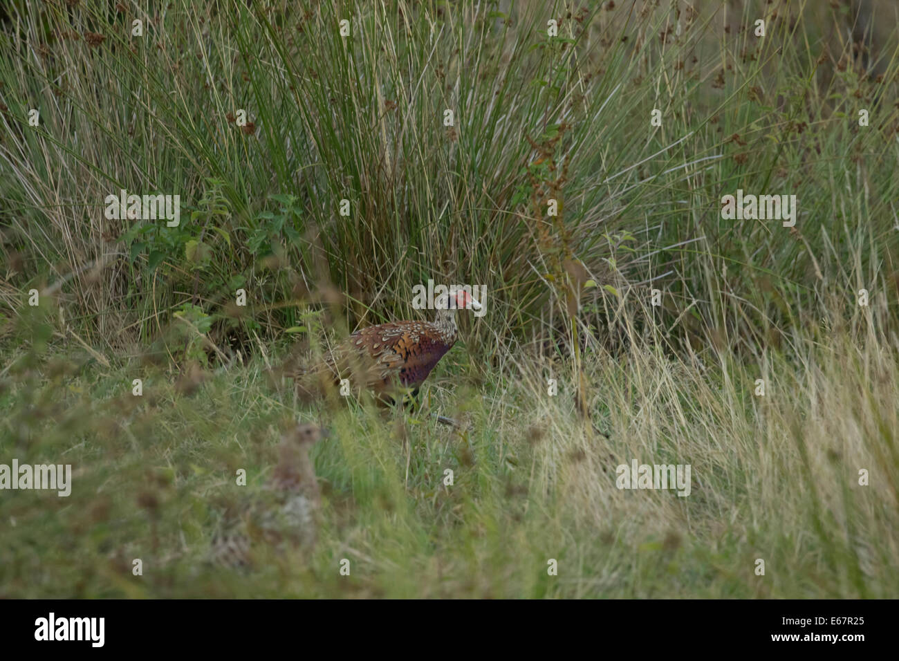 Pheasant on the withycoombe shoot Stock Photo