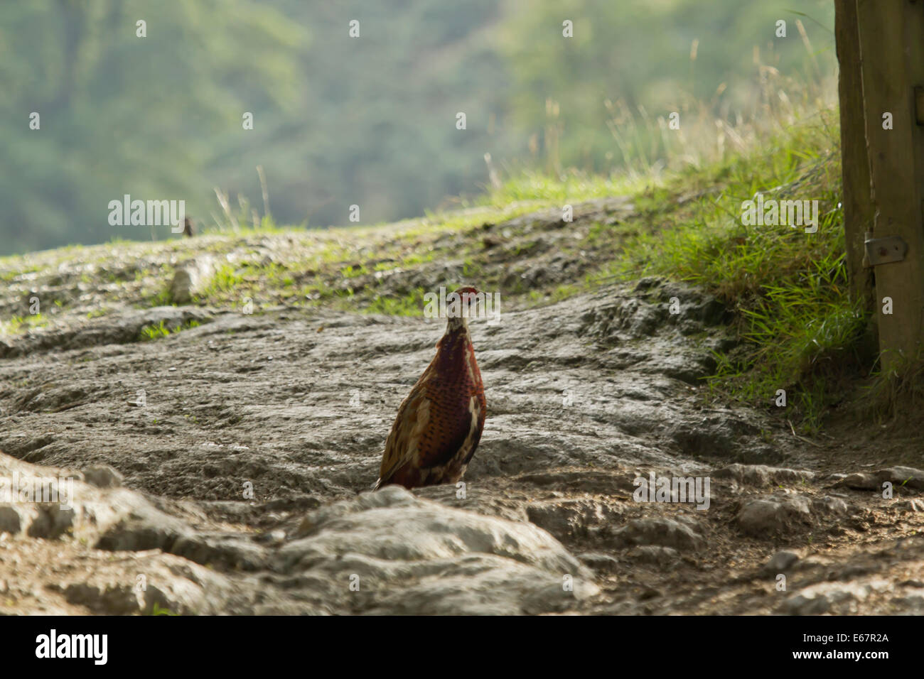 Pheasant on the withycoombe shoot Stock Photo