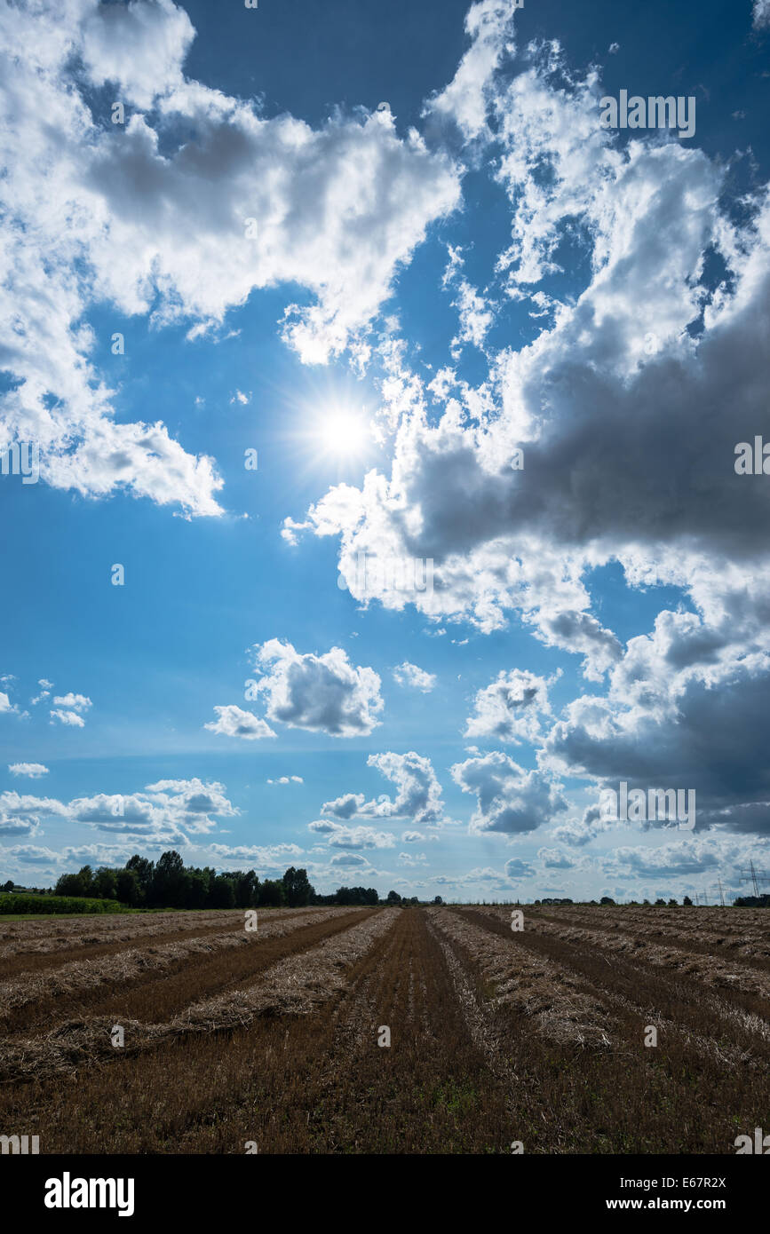 cloudy sky and golden field after harvesting Stock Photo - Alamy