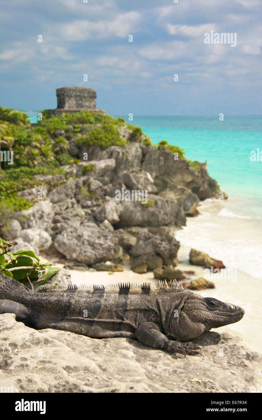 Iguana beach and Temple of Wind Tulum Yucatan Mexico Stock Photo