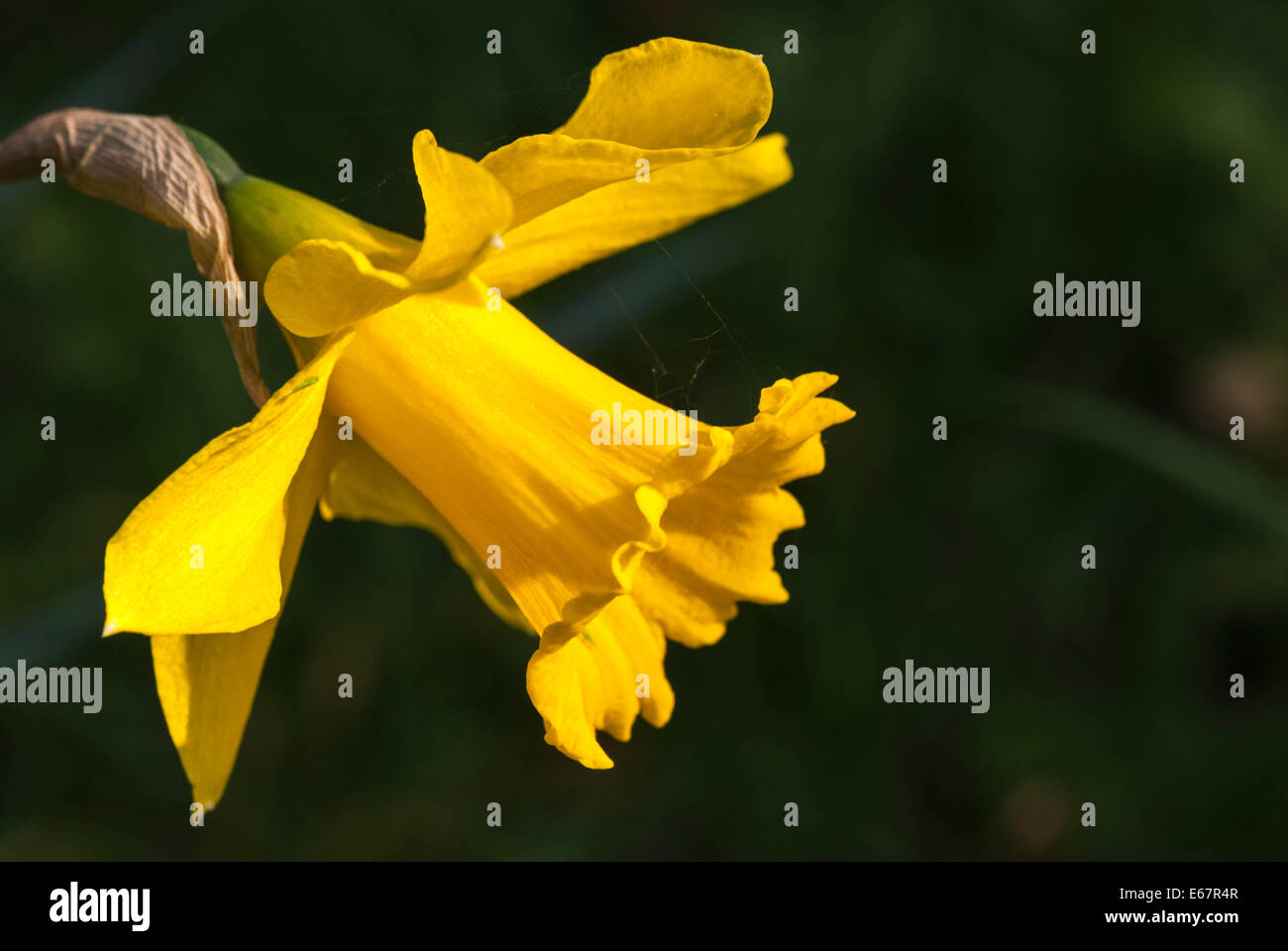 A landscape shot of the daffodil, Narcissus. Stock Photo