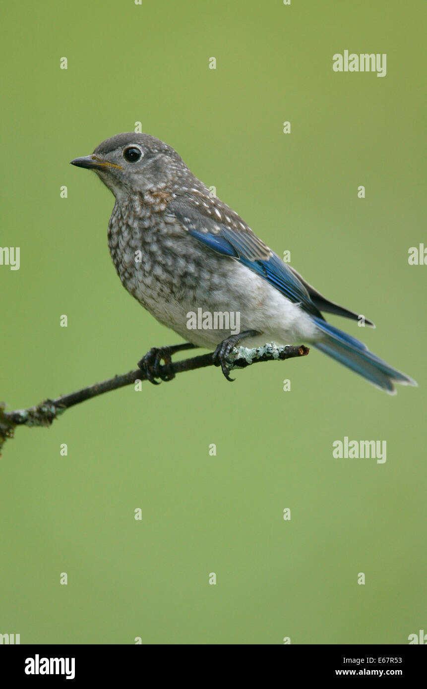 Eastern Bluebird - Sialia sialis - Juvenile Stock Photo - Alamy