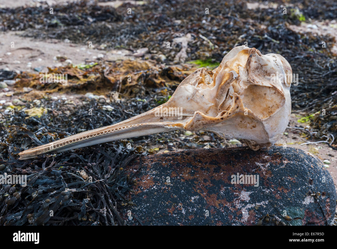 A Common Bottlenose dolphin,Tursiops truncatus, Skull on the shore at St Peters Pool, Deerness, East mainland, Orkney Scotland. Stock Photo