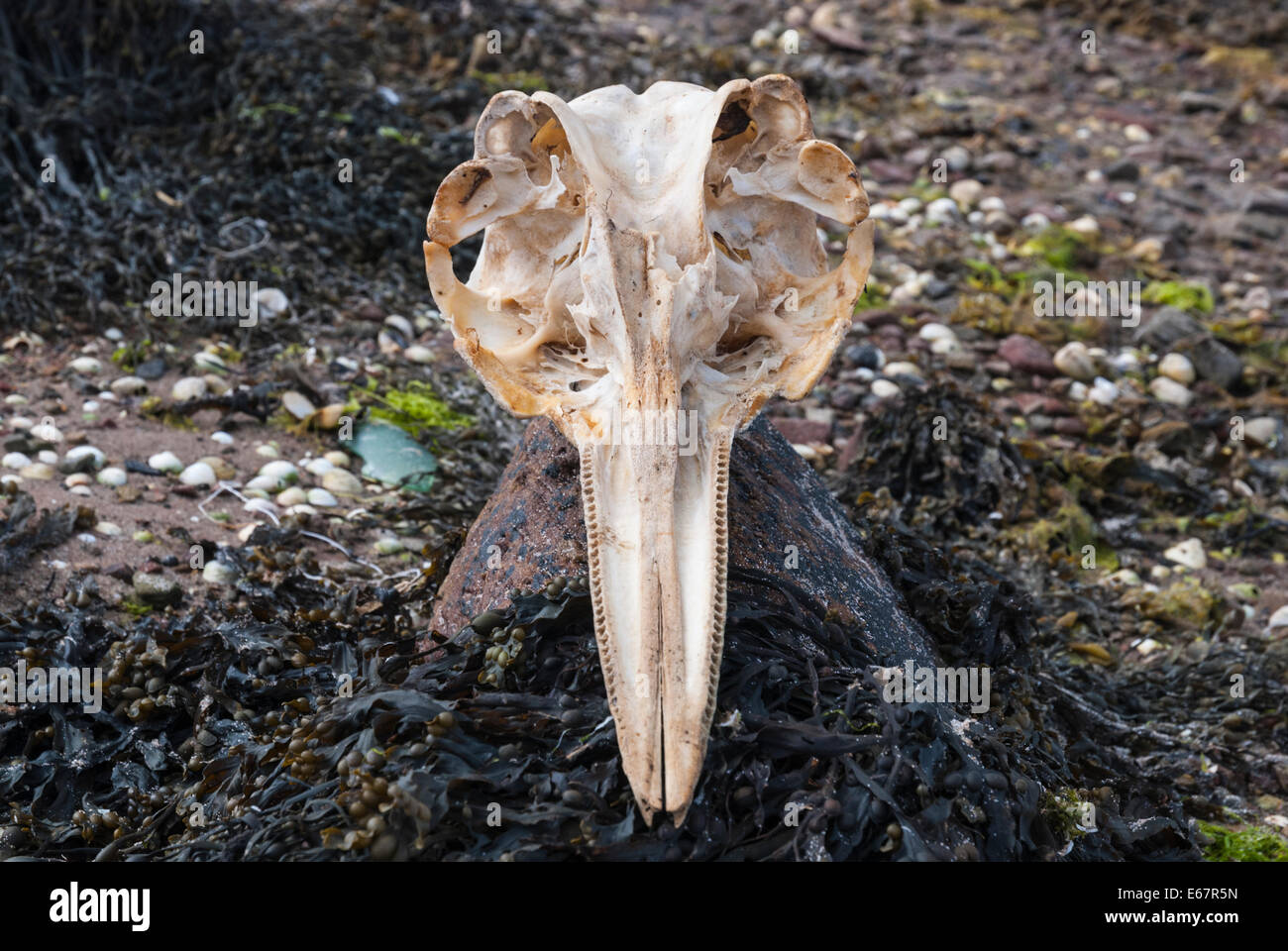 A Common Bottlenose dolphin,Tursiops truncatus, Skull on the shore at St Peters Pool, Deerness, East mainland, Orkney Scotland Stock Photo