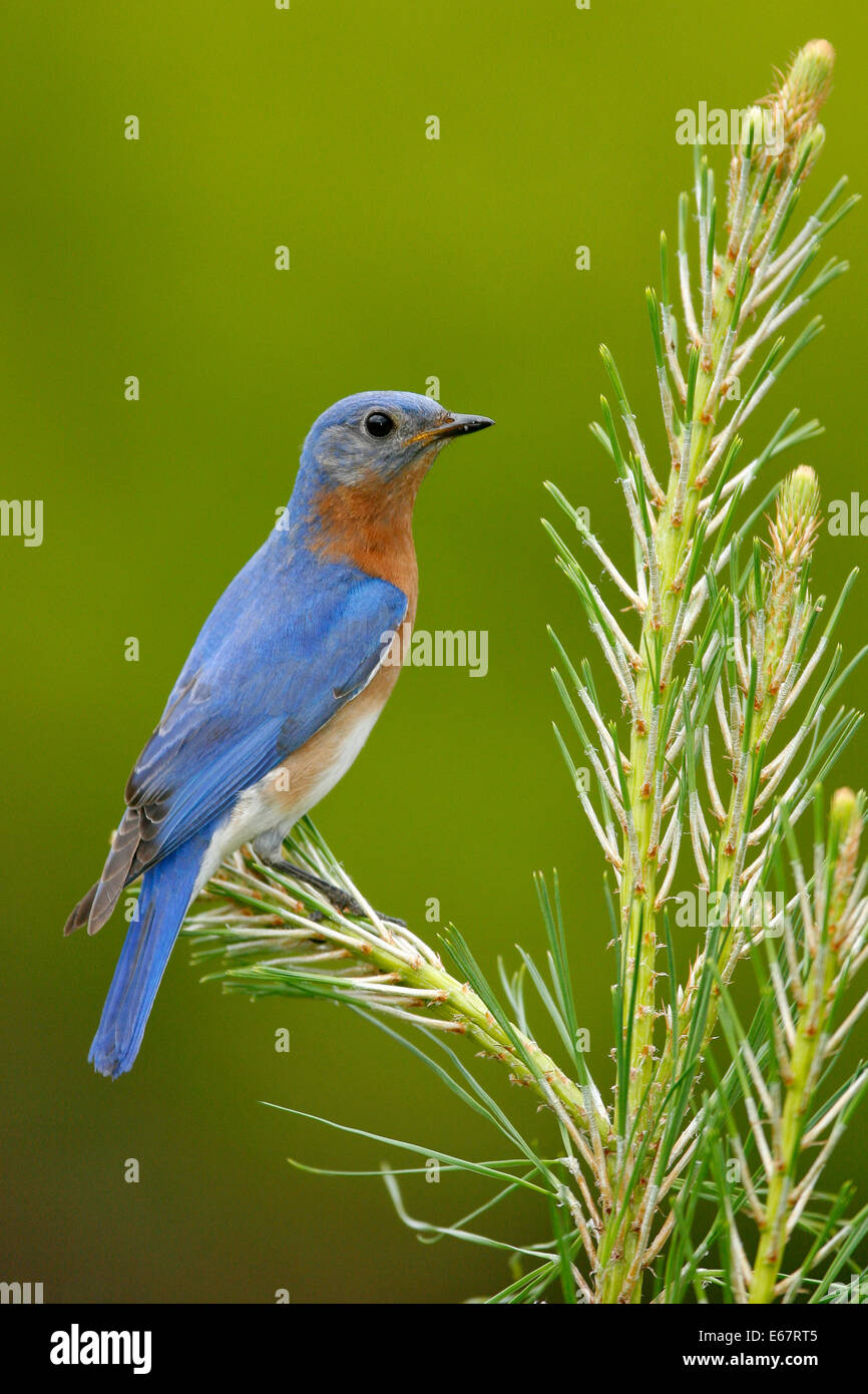 Eastern Bluebird - Sialia sialis - Adult male Stock Photo - Alamy