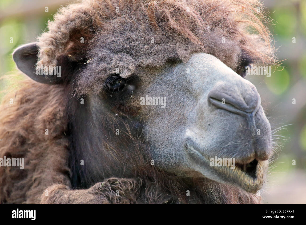 Portraif of a bactrian camel (Camelus bactrianus), a large mammal from steppes of Central Asia Stock Photo