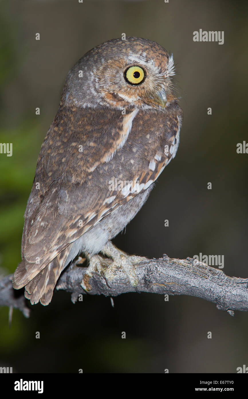 Elf Owl - Micrathene whitneyi - Adult Stock Photo