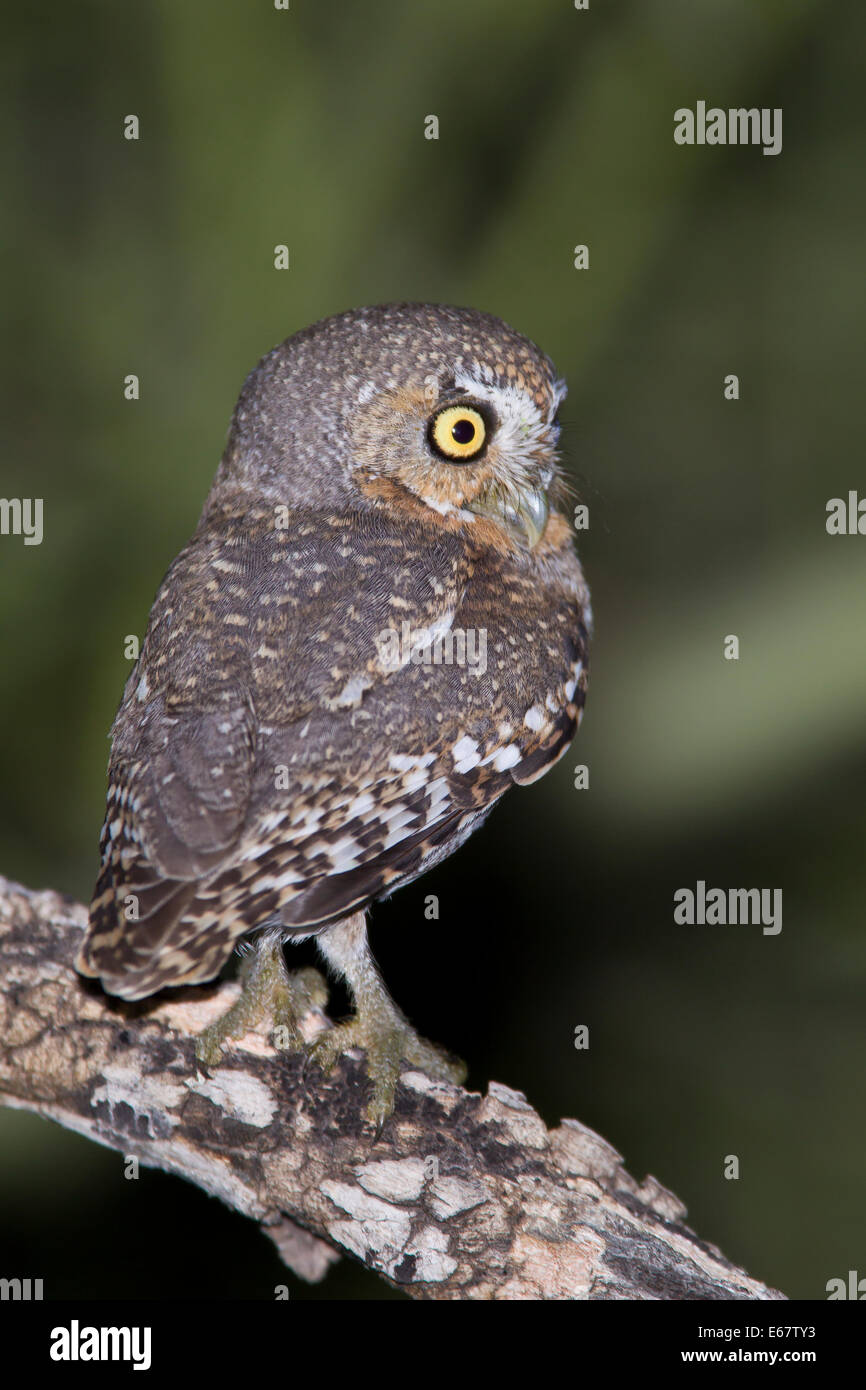 Elf Owl - Micrathene whitneyi - Adult Stock Photo